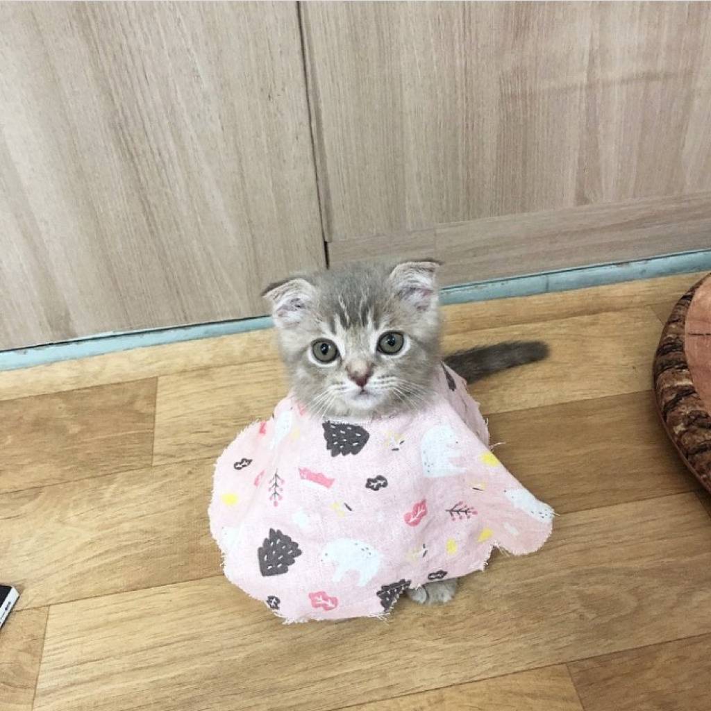 공시생 공부 방해하는 고양이.jpg | 인스티즈