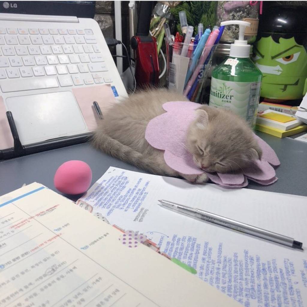 공시생 공부 방해하는 고양이.jpg | 인스티즈