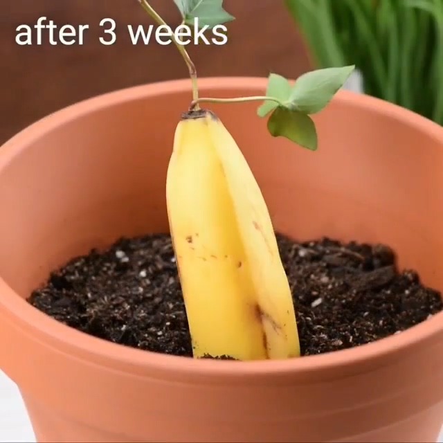 집에서 손 쉽게 키위바나나 재배하는 법.jpgif | 인스티즈