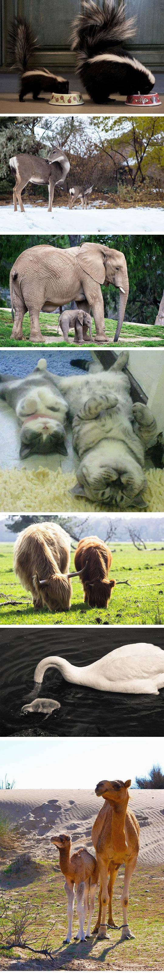 자신의 미니미들과 함께 찍은 부모동물들 | 인스티즈