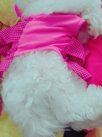 견주들 사할 때 | 인스티즈