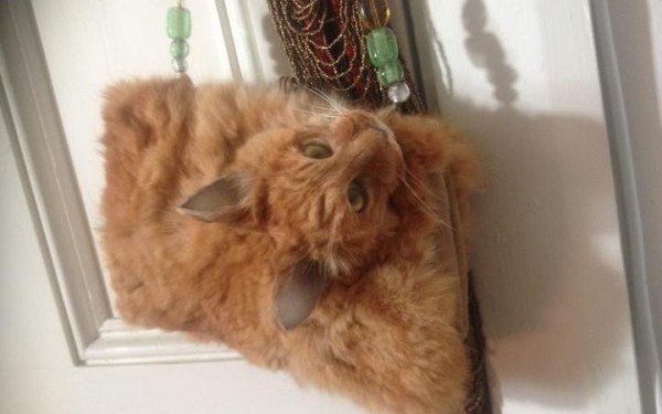 죽은 길고양이로 만든 엽기 핸드백 | 인스티즈