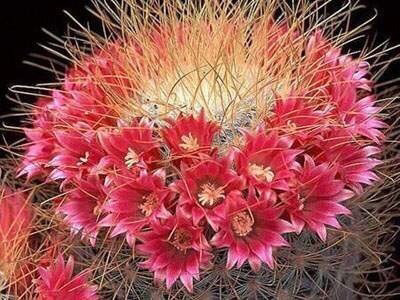 선인장 꽃 | 인스티즈