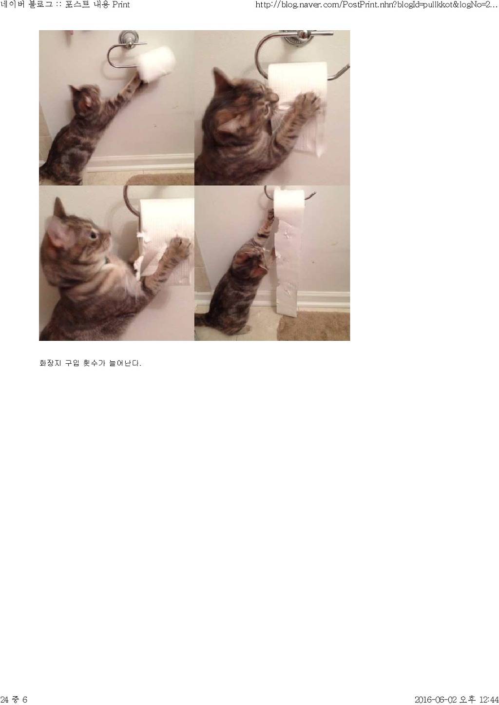 고양이와 함께 산다는것 | 인스티즈