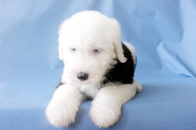 대형견들의 아기때 모습 | 인스티즈