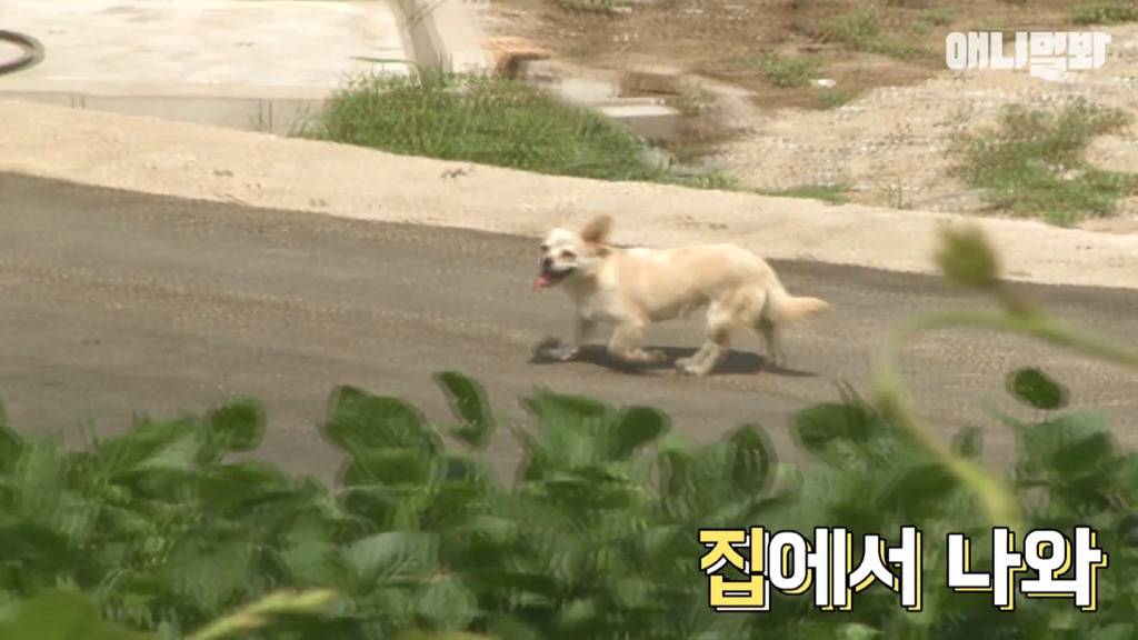 혼자 버스타고 지인 만나러 가는 강아지 상연이.jpg | 인스티즈