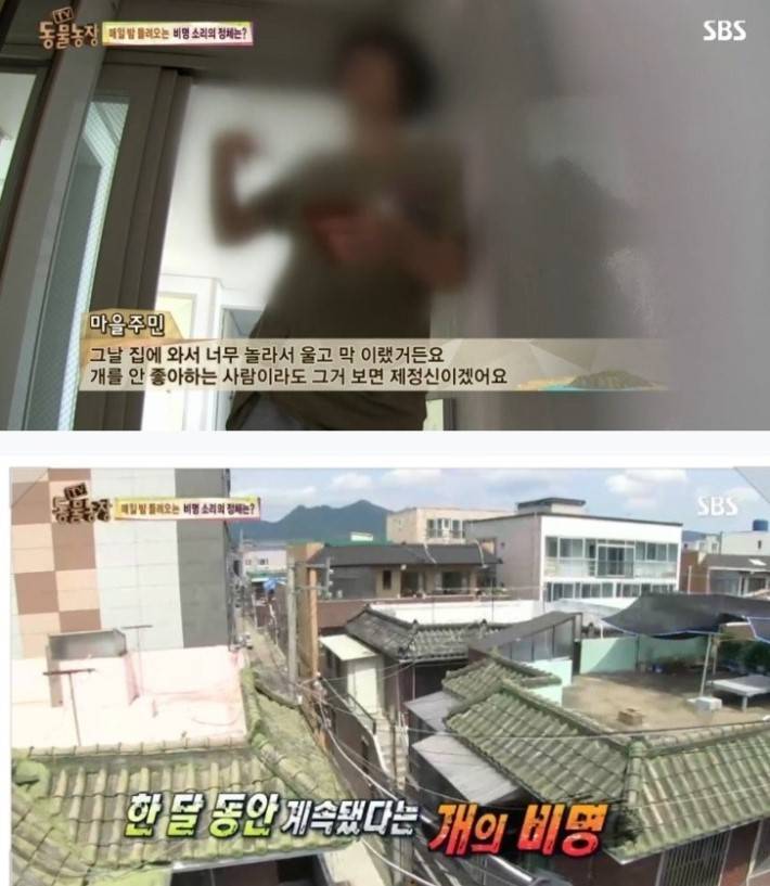 이유없는 강아지 학대 | 인스티즈