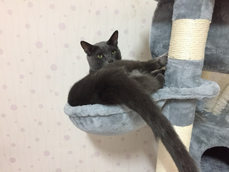 우리집 고양이가 캣타워를 잘 이용 안 하는 이유.... | 인스티즈