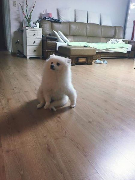 우리집 개가 무서워요 | 인스티즈