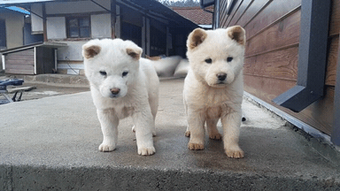 시골강아지의 위험성 | 인스티즈