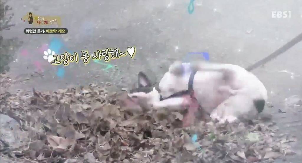 강아지가 흙이나 땅에 몸을 비비는 이유.jpg | 인스티즈