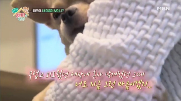 [우리집에해피가왔다] 졸린 척 하는 강아지 해운이.jpgif | 인스티즈