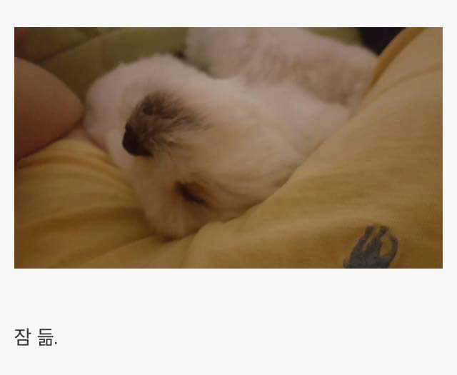 강아지를 키우면 생기는 일.jpg | 인스티즈