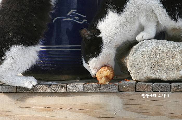 엄동설한에 총각무 나눠먹는 고양이 | 인스티즈