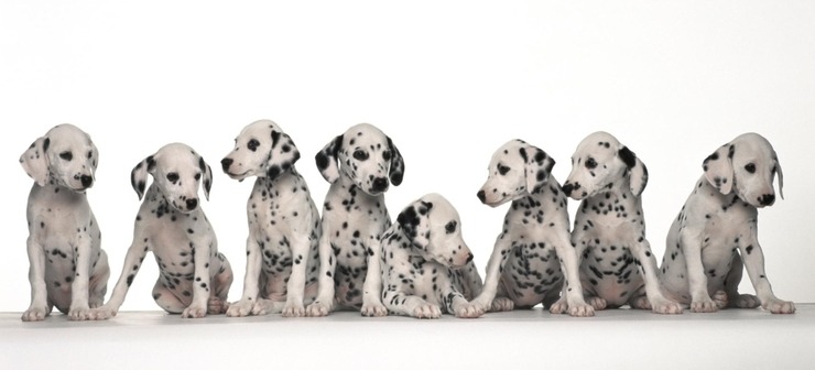 대형견들의 아기때 모습 | 인스티즈