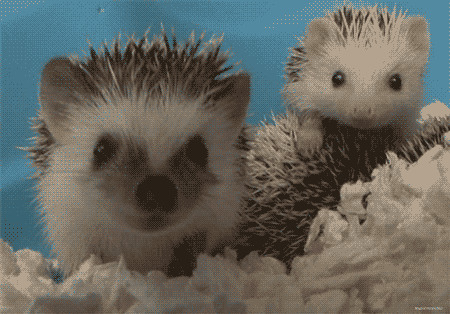 고슴도치의 귀여움에 대한 고찰.gif | 인스티즈