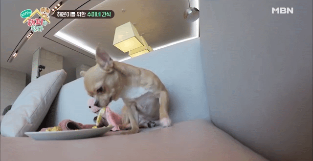 [우리집에해피가왔다] 졸린 척 하는 강아지 해운이.jpgif | 인스티즈