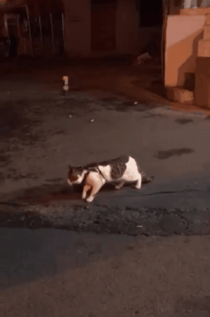 고양이 싸움 말리는 개.gif | 인스티즈