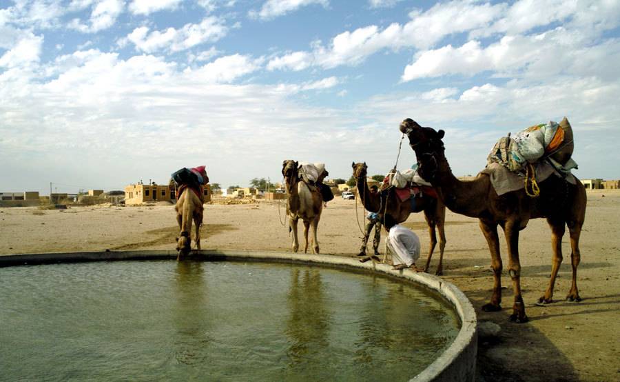 낙타 우유에 대한 고찰.jpg | 인스티즈