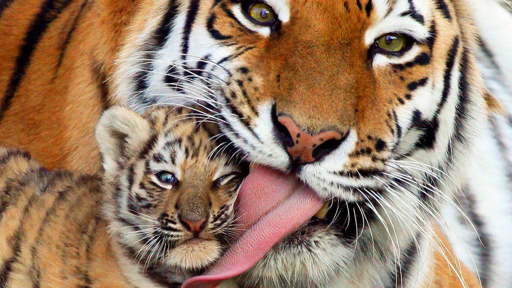 냥이가 생선을 잘 발라먹는 이유 | 인스티즈