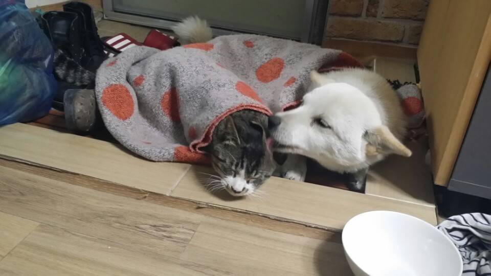 유난히 사이좋은 고양이와 개.jpg | 인스티즈