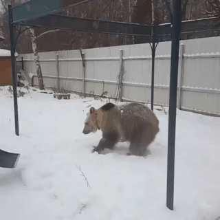 곰이랑 놀기.gif | 인스티즈