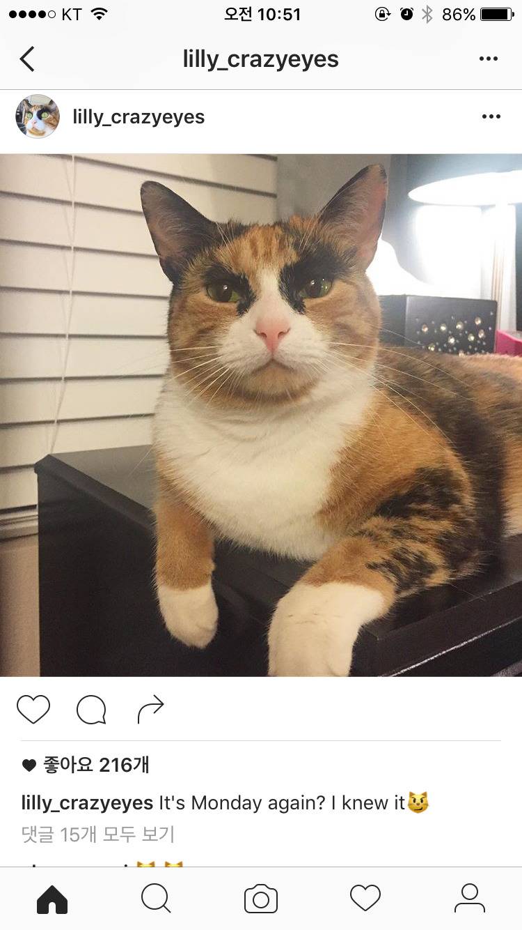 특이하게 생긴 고양이 | 인스티즈