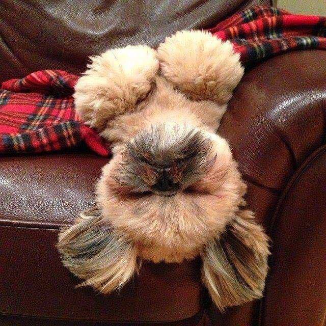 외국 시츄 | 인스티즈