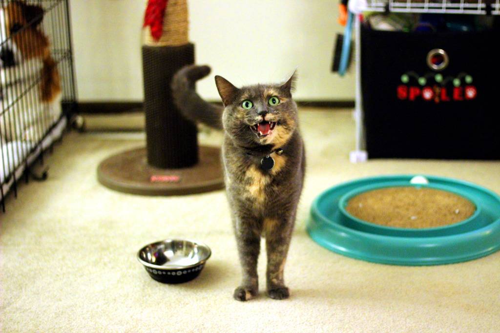 복붙이냥 | 인스티즈