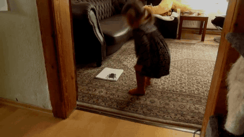 화가 아빠의 리얼한 3D거미 그림과 딸의 반응 GIF | 인스티즈