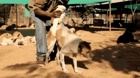 강아지 재활사의 위엄.gif | 인스티즈