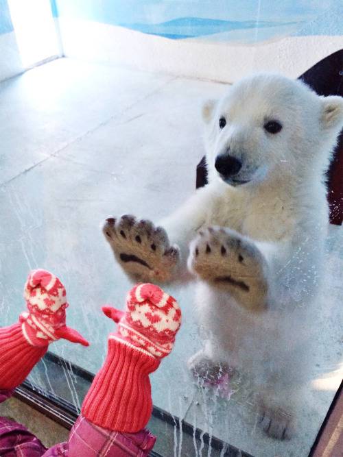 맹수들의 카리스마 넘치는 모습들 | 인스티즈