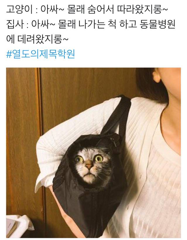 고양이 : 아싸 몰래 숨어서 따라왔지롱~ | 인스티즈