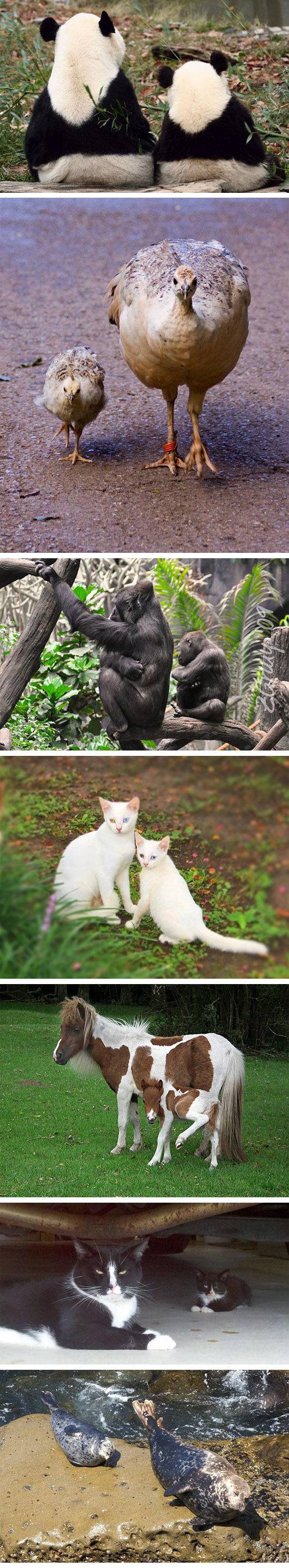 자신의 미니미들과 함께 찍은 부모동물들 | 인스티즈