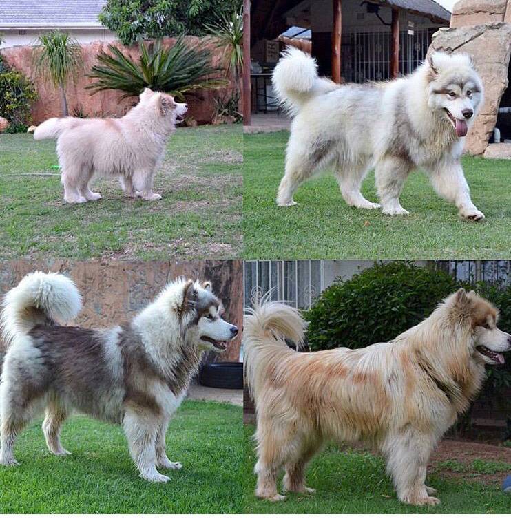 대형견의 매력❤️ (feat.성장과정) | 인스티즈