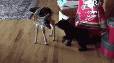 아기사슴과 아기곰.gif | 인스티즈