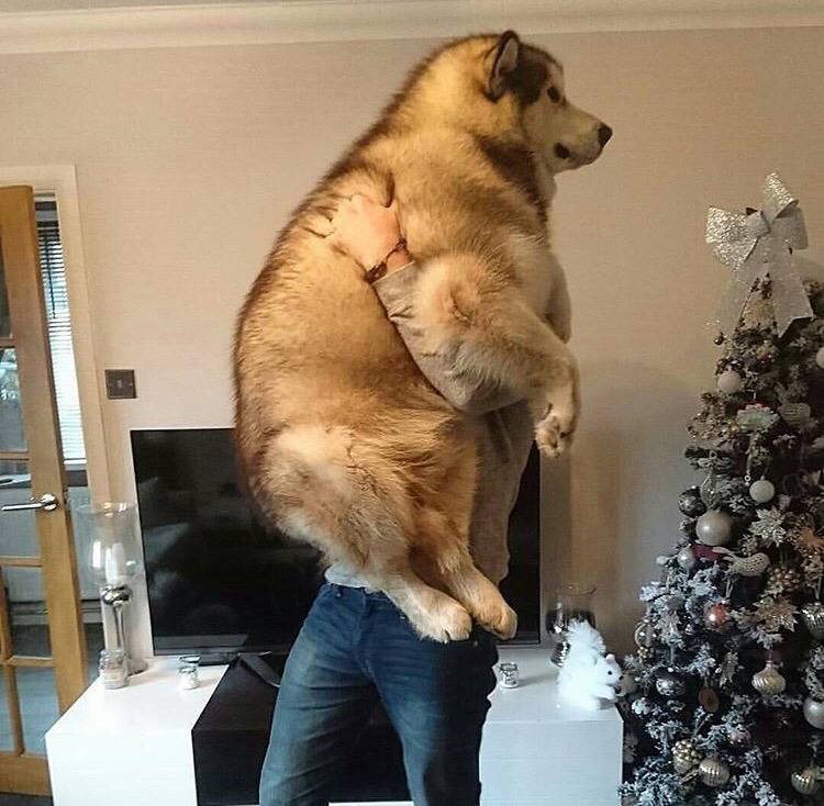 대형견의 매력❤️ (feat.성장과정) | 인스티즈