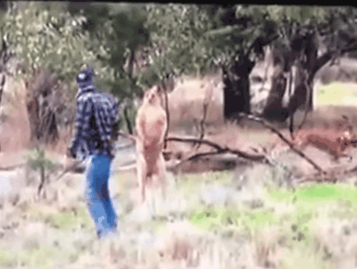 자신의 개를 지키기 위해 캥거루와 맞짱뜨는 주인님의 뒷모습 | 인스티즈