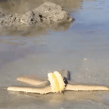 불가사리 이동 중.gif | 인스티즈