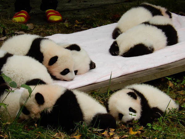 중국 판다 유치원 개학식 | 인스티즈