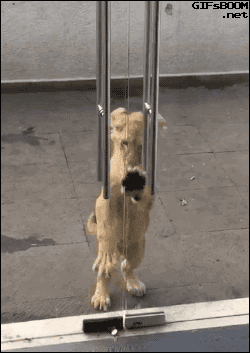 맹수들의 카리스마 넘치는 모습들 | 인스티즈