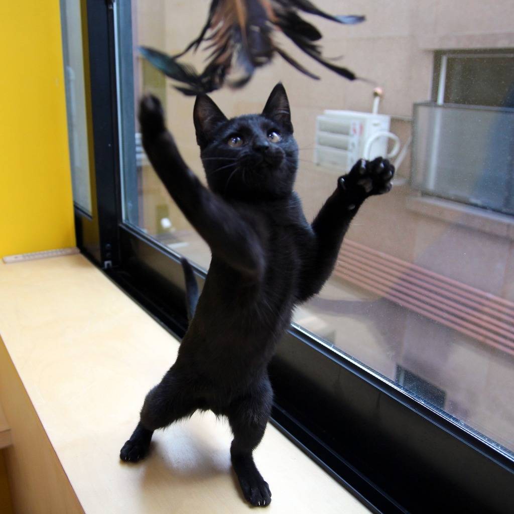 우리 깜둥이보고 가시죠ㅎ | 인스티즈