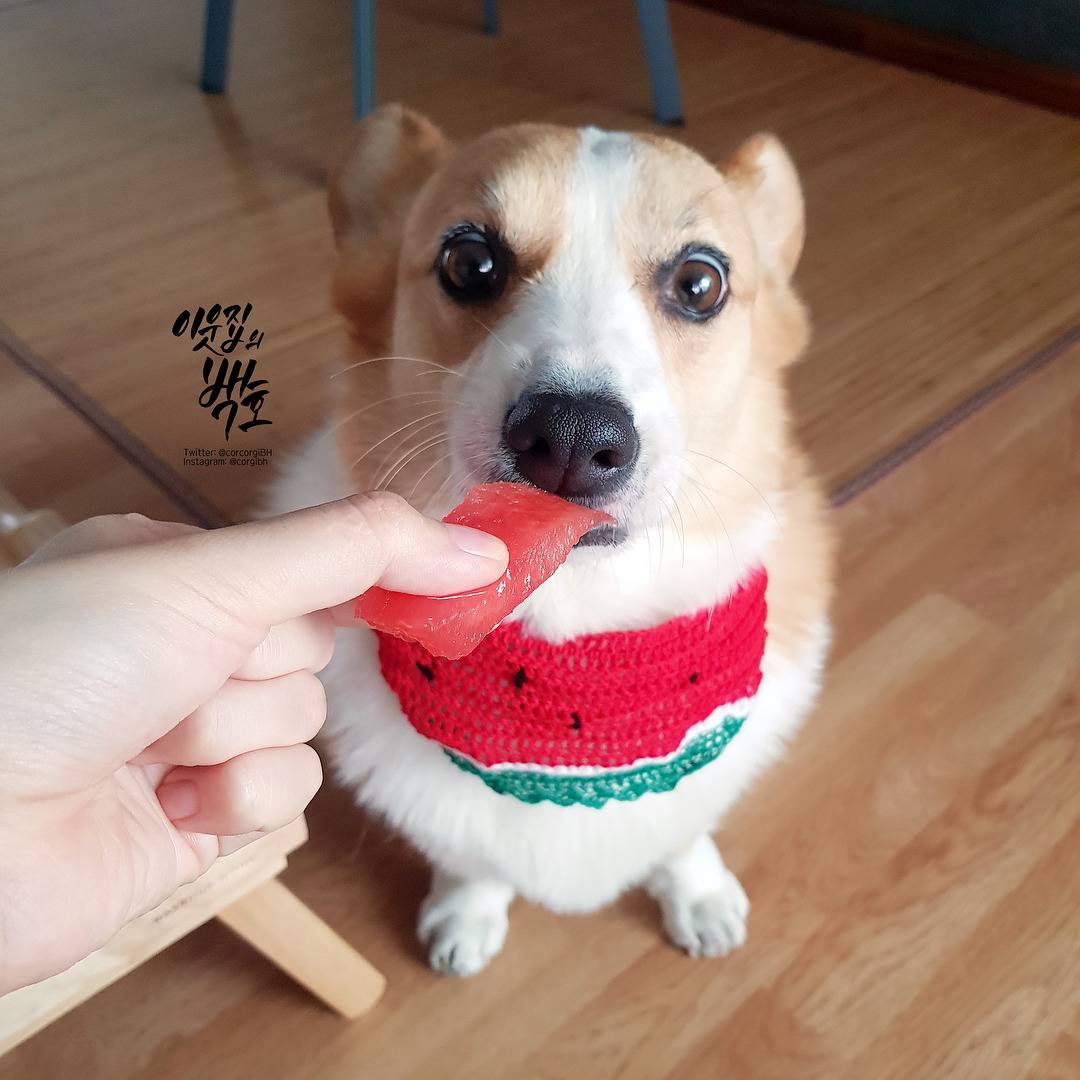 수박맛에 눈돌아간 웰시코기 백호.jpg | 인스티즈