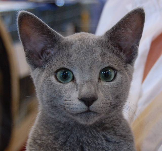 순딩이가 많고 러블리하게 생긴 고양이 러시안 블루.jpgif (줄여서도 러블인것) | 인스티즈