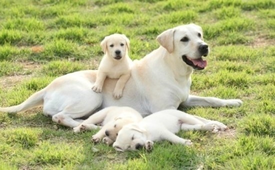 호불호 안갈리는 강아지 갑 | 인스티즈
