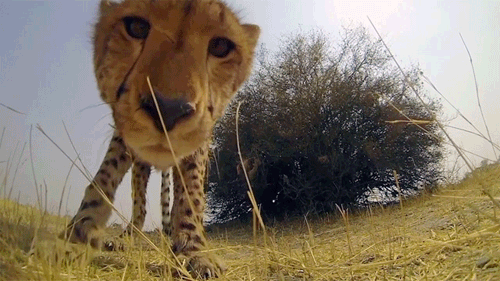 맹수들의 카리스마 넘치는 모습들 | 인스티즈
