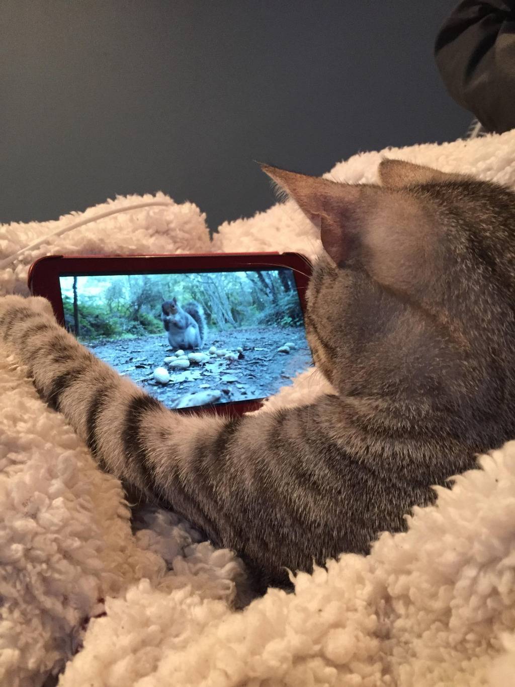 현대묘에게 아이패드는 기본 아니냥? | 인스티즈