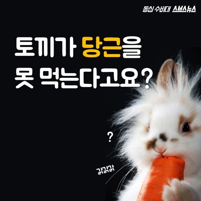  토끼가 당근을 못 먹는다고요? | 인스티즈