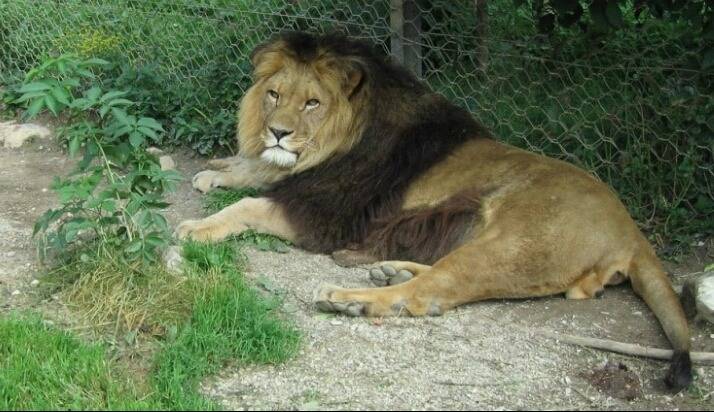 이 맹수들중에 한마리를 키워야한다면? | 인스티즈