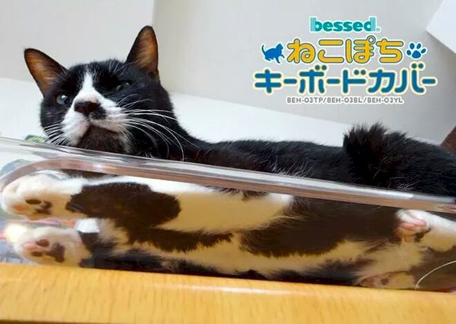 집사들 잇 아이템 | 인스티즈